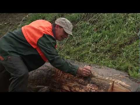 Herstellung von Holzbrunnen - Vorbereitung des Stammes (Teil 1)