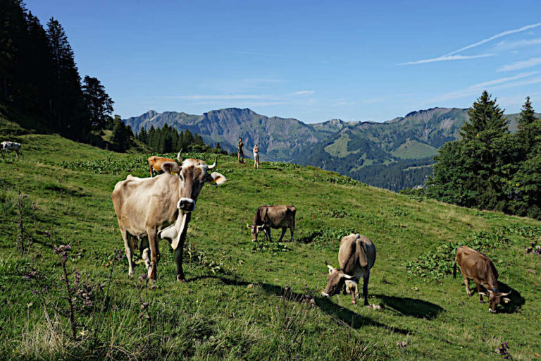 LFI-Almwirtschaftsseminare 2023-2024 Vorarlberg