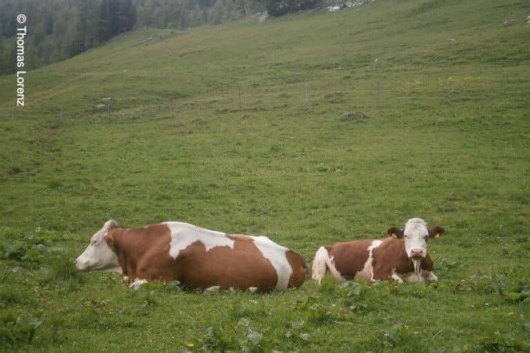 Rinder auf einer Wiese liegent