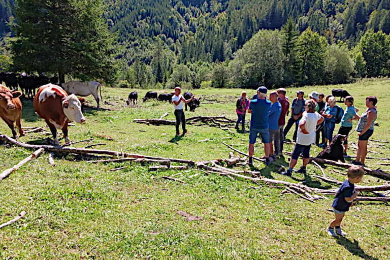 Kursteilnehmer auf der Wiese mit Rindern
