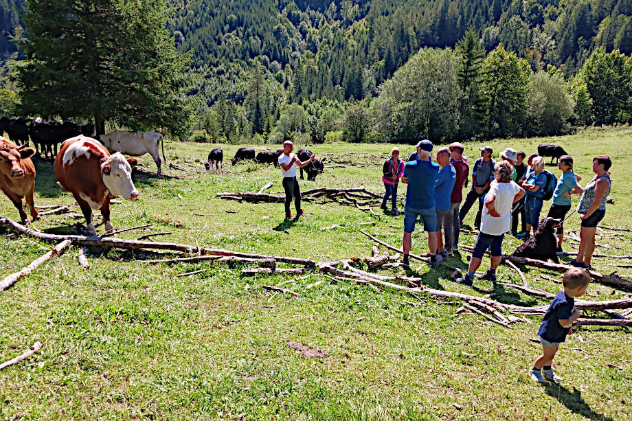 Kursteilnehmer auf der Wiese mit Rindern