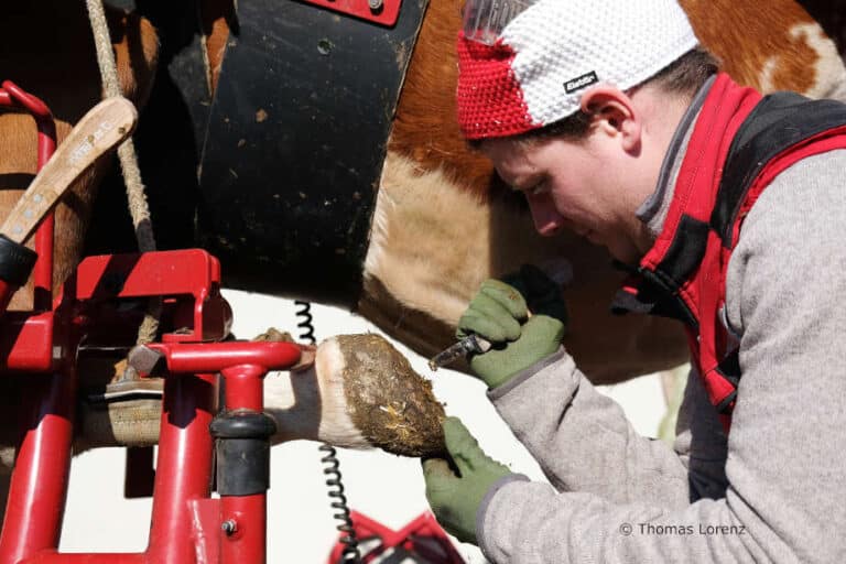 LFI Tirol – Grundlagen der Klauenpflege beim Rind, 2-tägig