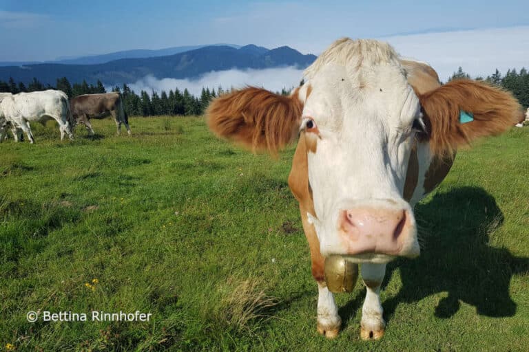 LFI Steiermark – Fachtagung Almwirtschaft