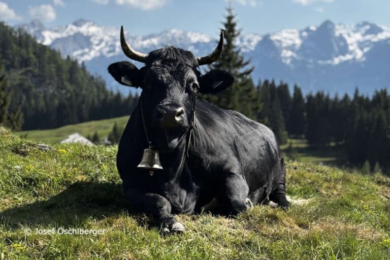 schwarze Kuh mit Glocke auf der Weide