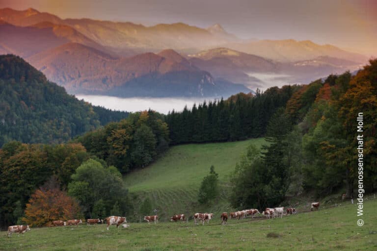 Morgenstimmung in den Bergen mit Kuhherde
